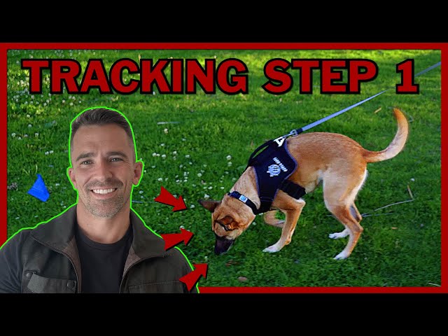 The First Step to Teach Your Dog Competitive Tracking
