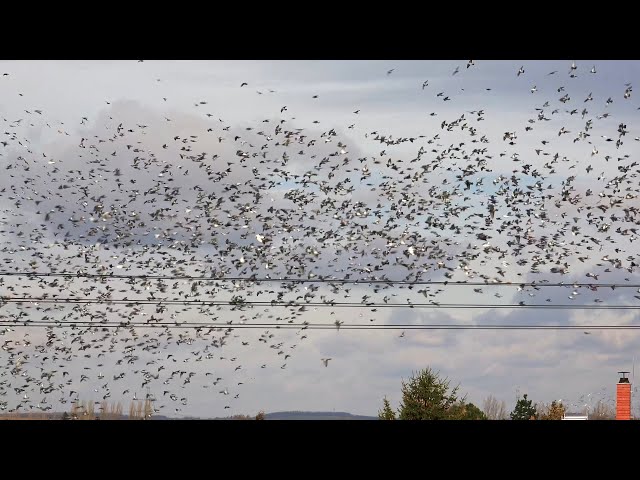 Neuvěřitelný jarní slet holubů ve Vojkovicích