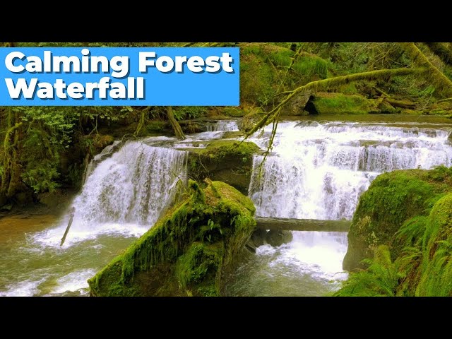 Calming Forest Waterfall White Noise for Sleep, Studying or Stress Relief