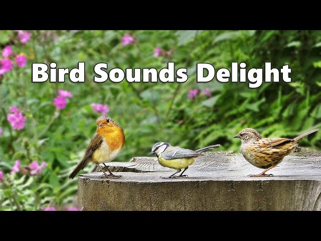 Bird Sounds Delight - One Hour of Beautiful Birds