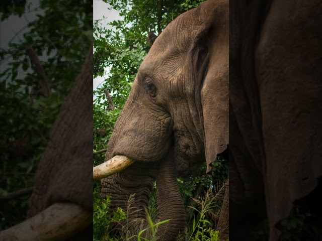 What I Mean When I Say I Love Photographing Elephant