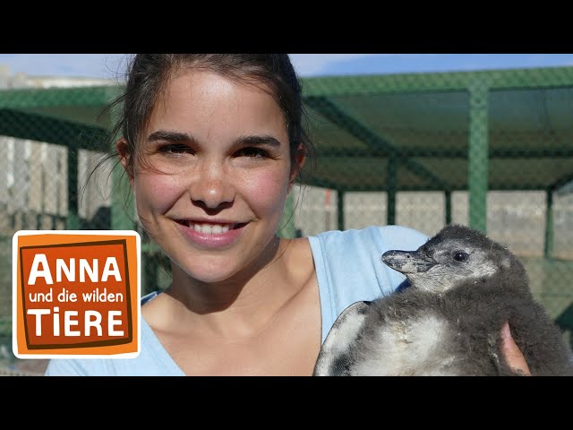 Praktikum bei den Pinguinen | Reportage für Kinder | Anna und die wilden Tiere