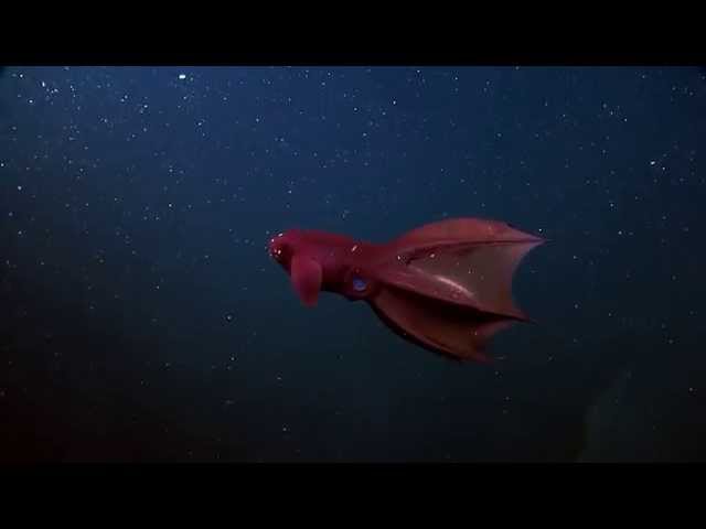 The Vampire Squid From Hell