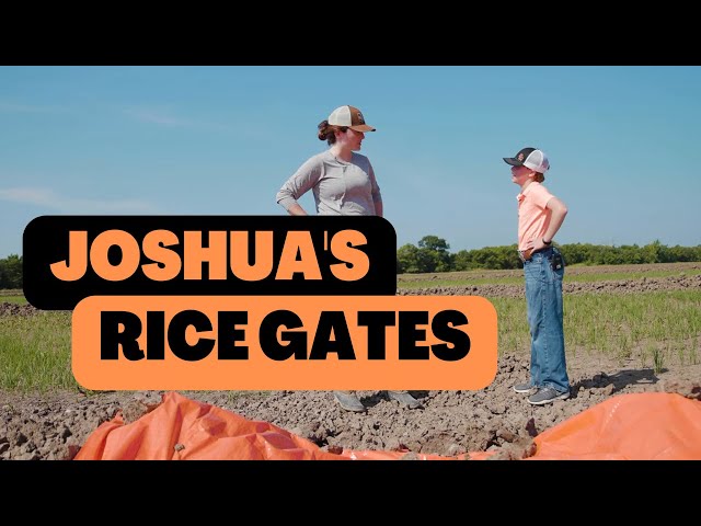 Joshua's Rice Gates | Kid Farmers