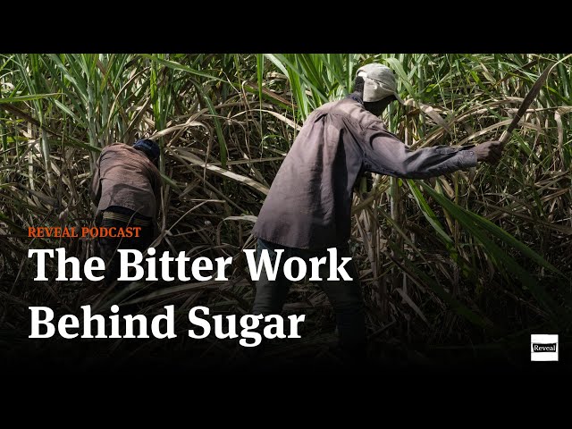 The Bitter Work Behind Sugar [Reveal podcast]