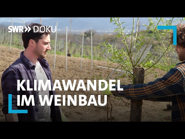 Revolution im Weinberg - Wie der Klimawandel die Weinwelt verändert | SWR Doku