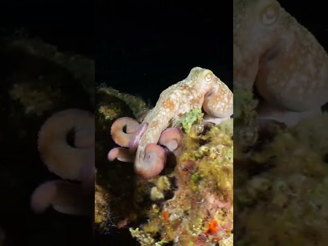 How an octopus hunts at NIGHT