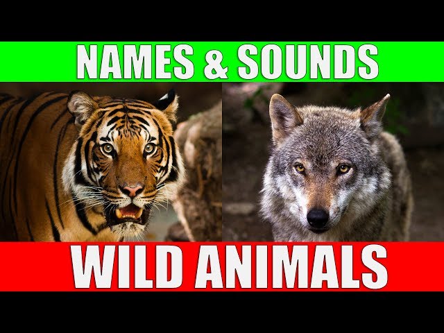 Wild Animals Names and Sounds for Kids to Learn | Learning Wild Animal Names and Sounds for Children