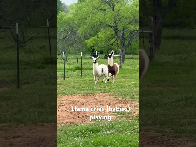 Baby Llamas off to the races ! #leslielanellamas #llamacrias
