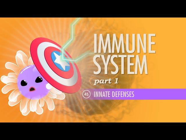 Immune System, Part 1: Crash Course Anatomy & Physiology #45