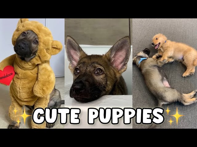 Puppy Cuteness Overload