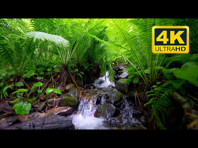 Forest Ambience 4K (10 HOURS). Forest Sounds, Birds Chirping, Water Sounds for Relaxation