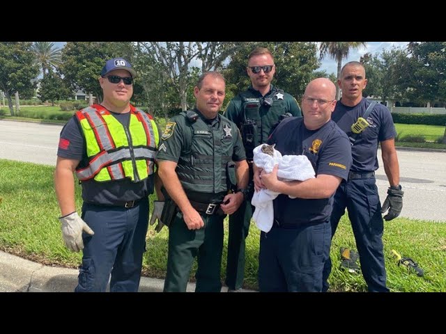 St. Johns County crews rescue kitten from drain