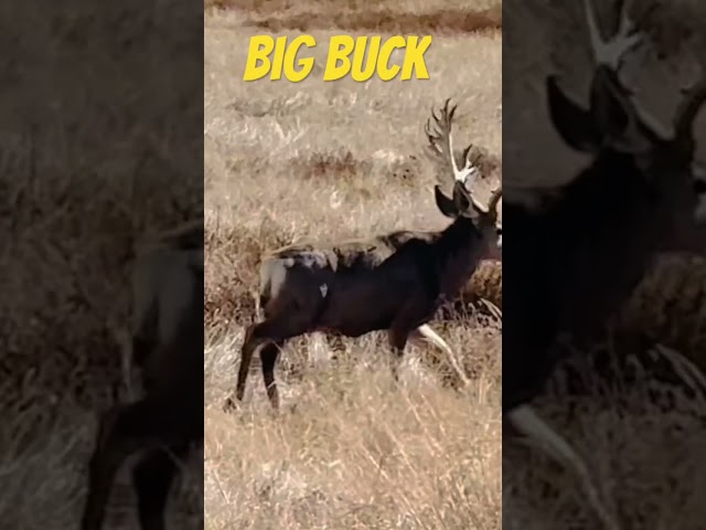 BIG BUCK