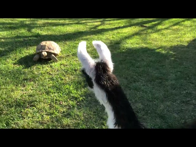 Baby Llama meets tortoise