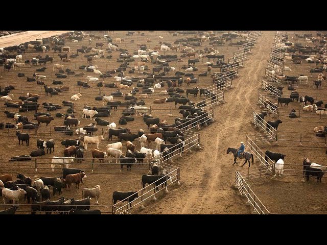 American Ranchers Raise 30,1 Million Beef Cattle This Way - American Cow Farm