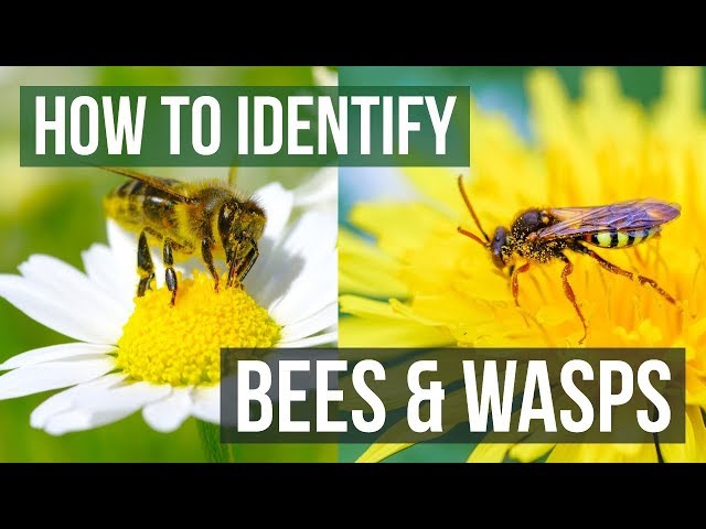 Bee or Wasp? How to Identify Bees and Wasps