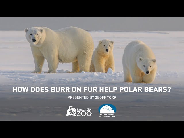 How Does Burr on Fur Help Polar Bears?