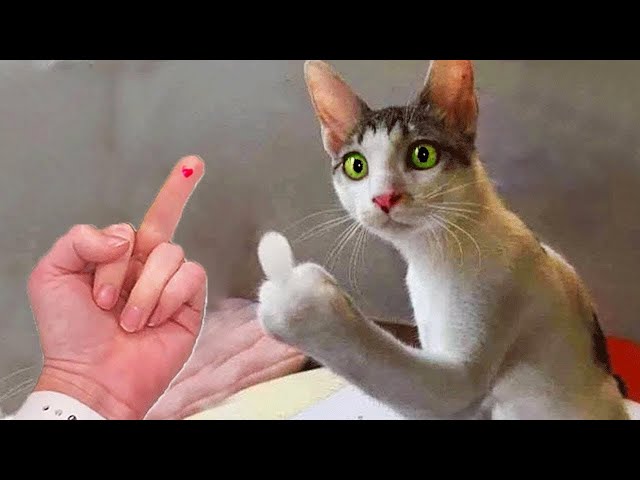 Funniest Animals 2024: 😺 Funny Cat and Dog Videos 🐈 Life Funny Pets 😸 Part 2