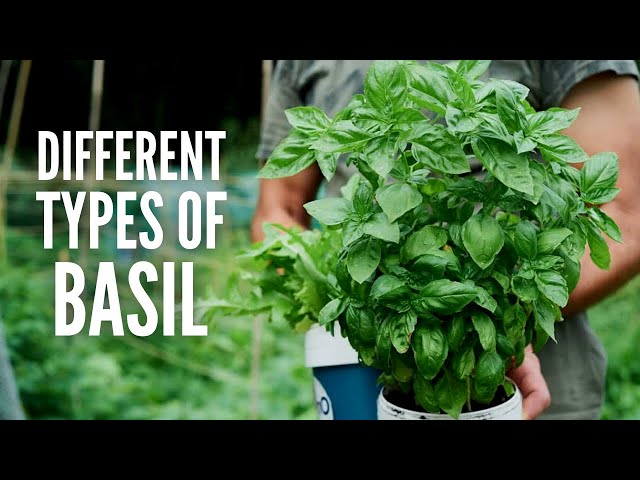 Types of Basil: 20 Basil Varieties and Their Use