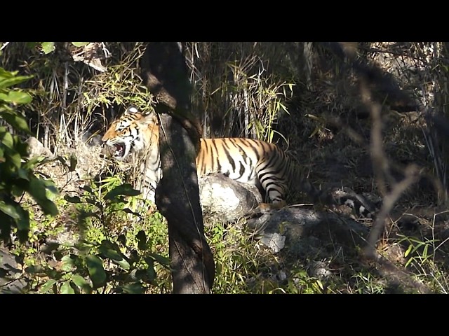 Pench to Kanha National Tiger Park India - Part 3 of India and Sri Lanka Trip