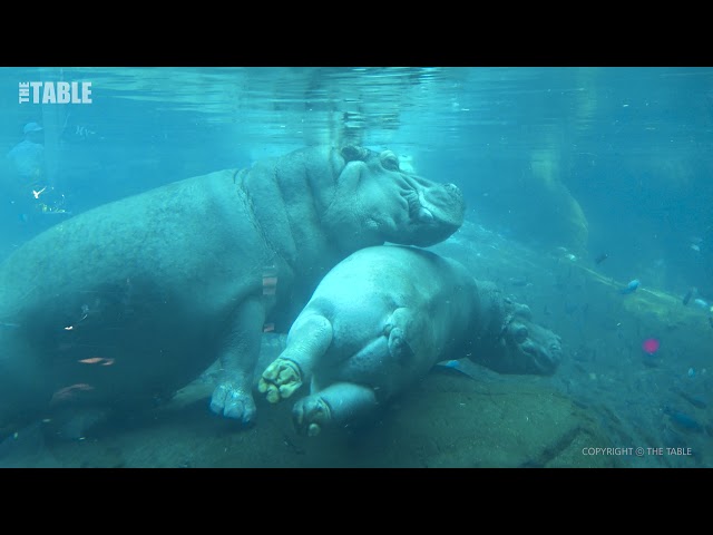 SAN DIEGO ZOO - Hippos Swimming Under Water