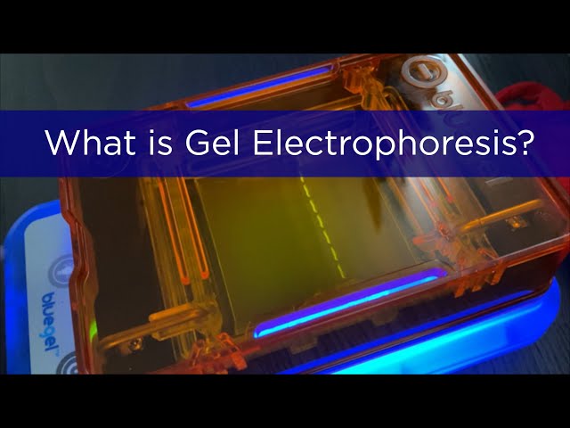 What is Gel Electrophoresis? | miniPCR bio™