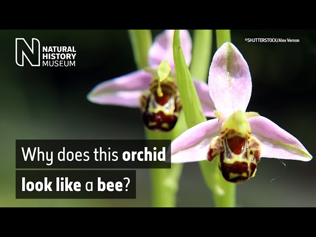 The bee orchid, Ophrys apifera | Natural History Museum