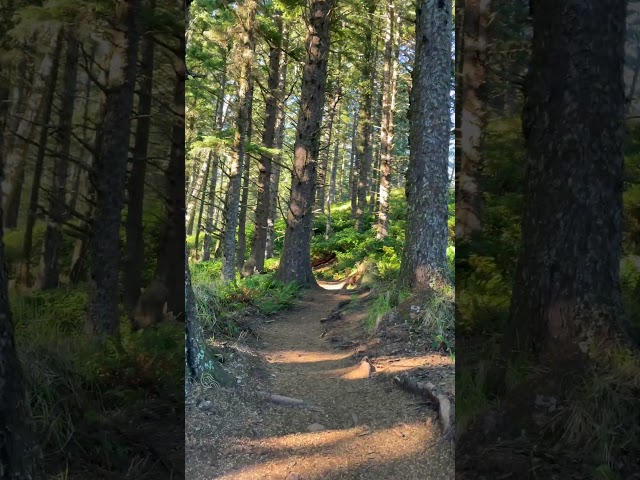 Hike Along Forested Trails in Oregon!