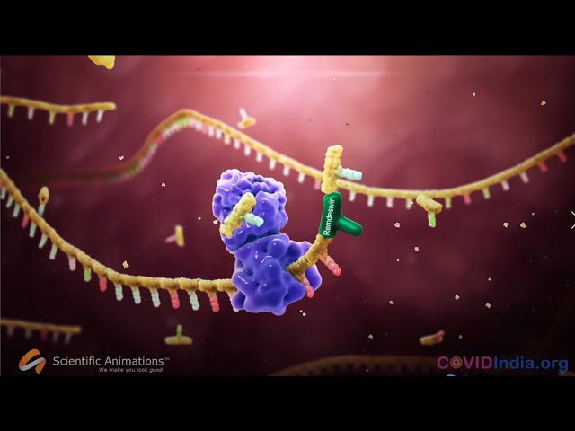 3D Animation video of how Remdesivir works