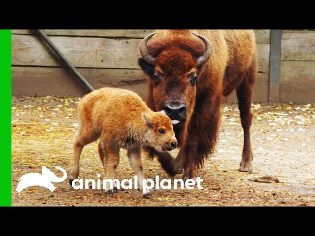 Newborn Baby Bison Gets Her First Medical Check-Up | The Zoo