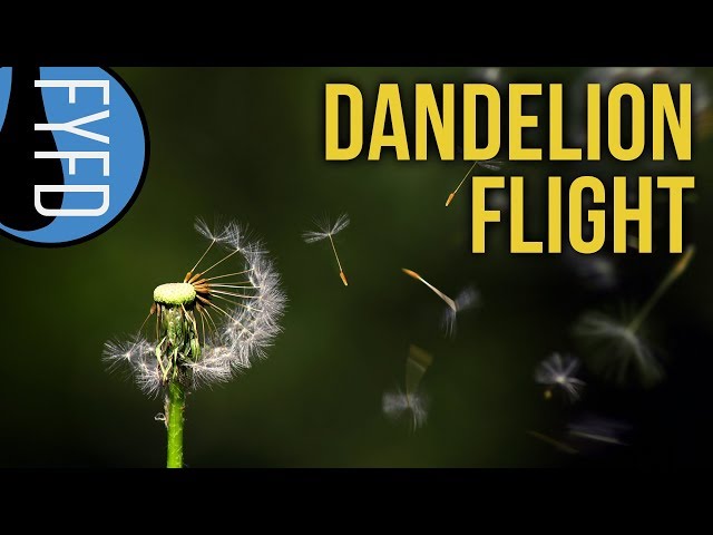 The Extraordinary Flight of Dandelion Seeds