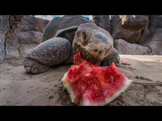 360 VR Galapagos Tortoises Attacking Watermelons