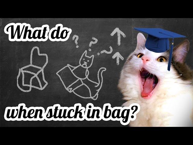 Cat Skewl: What do when stuck in bag?