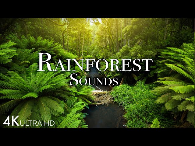 Rainforest Soundscape 4K 🌳🎵 | Pure Bliss for Relaxation and Meditation #natureheals