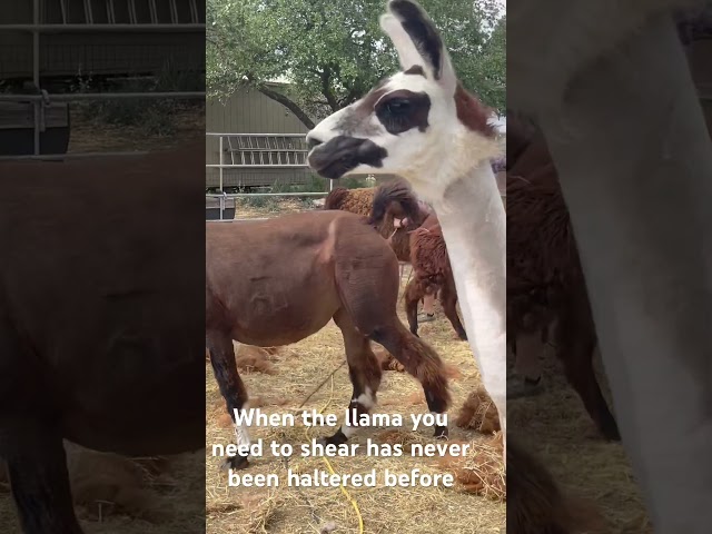 Wild llamas twice your size are in need of shearing.     #leslielanellamas #texasllamas