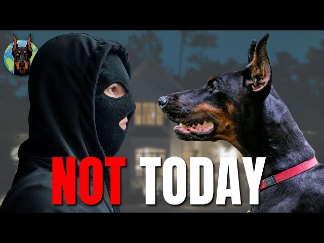 The Doberman is a NIGHTMARE for Intruders