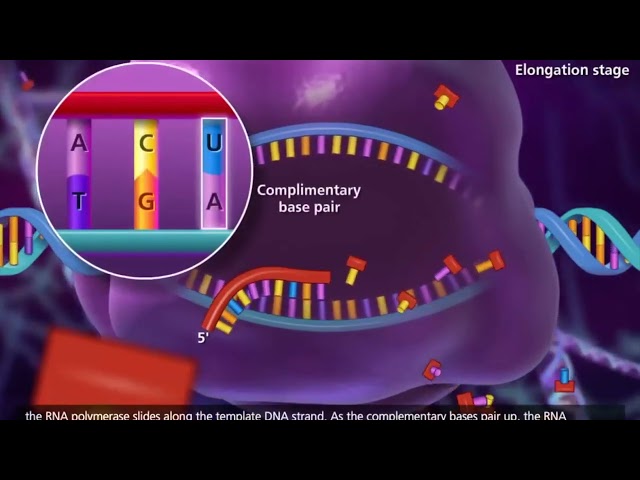 CENTRAL DOGMA: FROM DNA TO PROTEINS  🧬💡