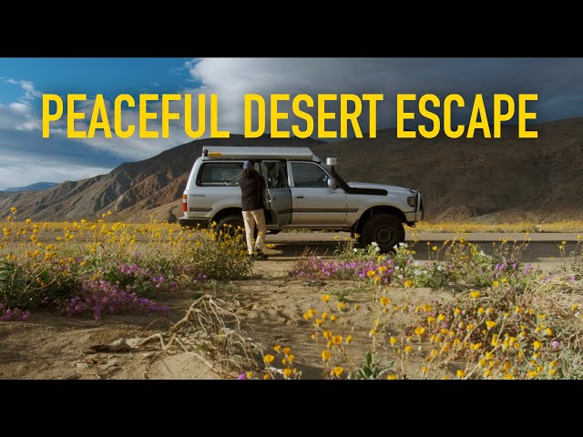 Chasing wildflowers in our Land Cruiser camper [ASMR | Peaceful Camp Film]