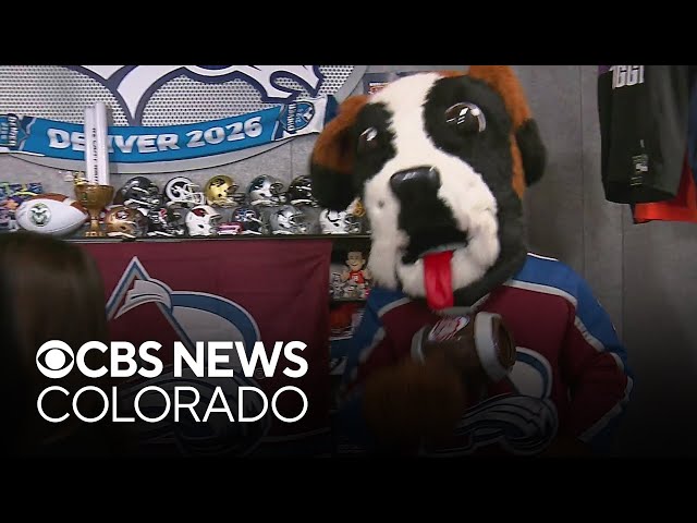 Colorado Avalanche mascot Bernie stops by CBS Colorado office before start of playoffs