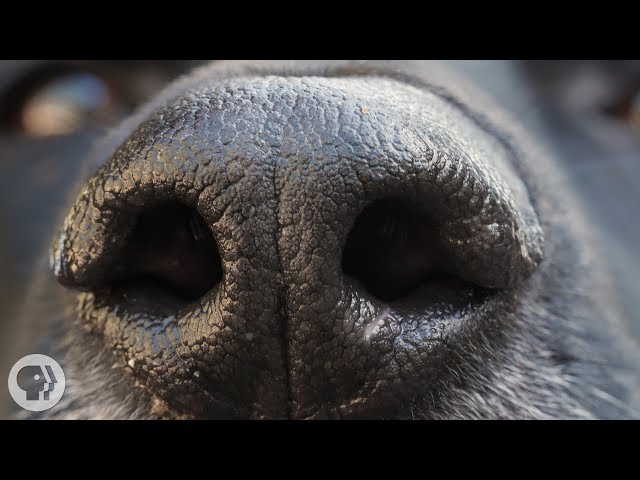 How Your Dog's Nose Knows So Much | Deep Look