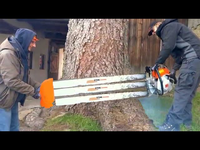 Incredible Fastest Chainsaw Machines Cutting Tree Skills, Dangerous Tree Felling Down Skill Working