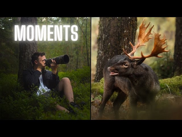 A Year of Wildlife Photography in Sweden