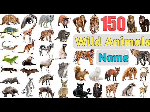 Wild Animals Vocabulary ll 150 Wild Animals Names In English With Pictures ll Jungle Animals Name