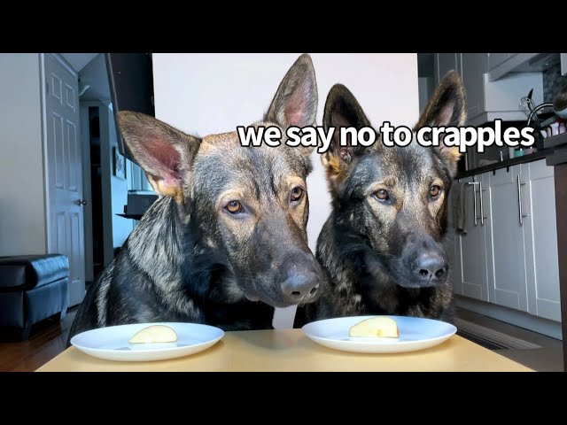 Dogs Review Food (Part 16) ASMR