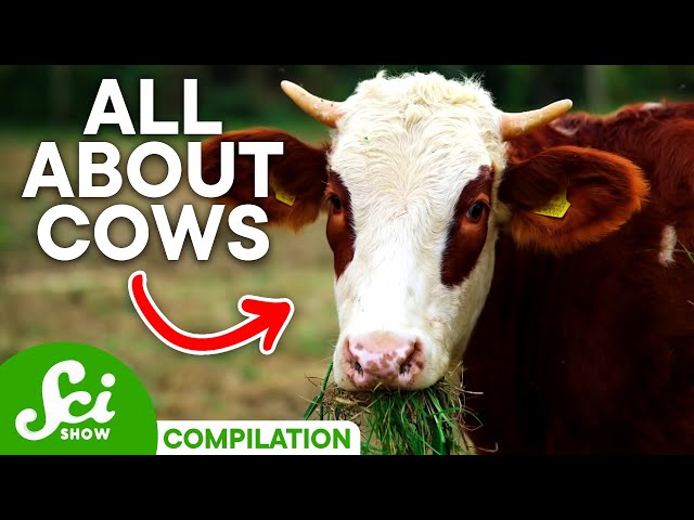 Getting To Know Cows Inside and Out | Compilation