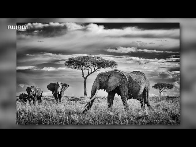 GFX100: "Wildlife in Africa" x Peter Delaney/ FUJIFILM