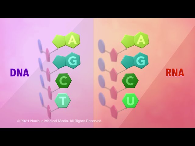 DNA and RNA - Overview of DNA and RNA