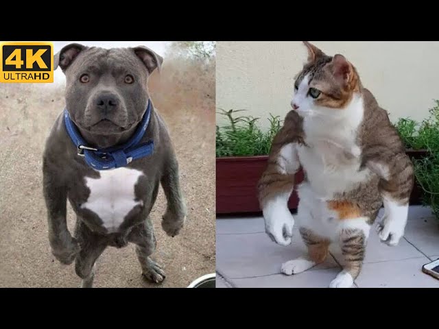😂 Dog vs cat videos 😂 Cats and dogs funny moments