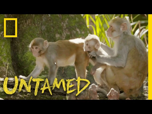 Monkeys vs. the Gator Gauntlet: Ep. 1 | Untamed with Filipe DeAndrade